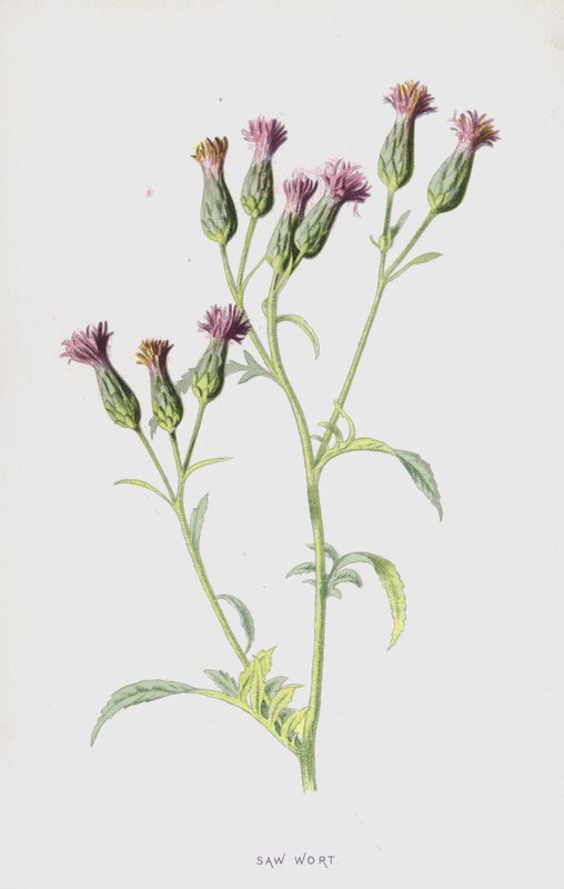 锯麦片（chromolitho） 作者 弗雷德里克·爱德华·赫尔姆