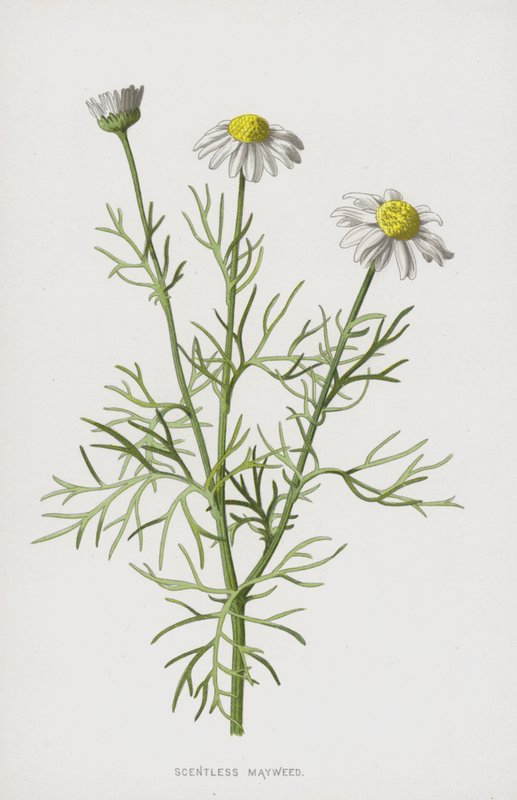无香味的Mayweed（chromolitho） 作者 弗雷德里克·爱德华·赫尔姆