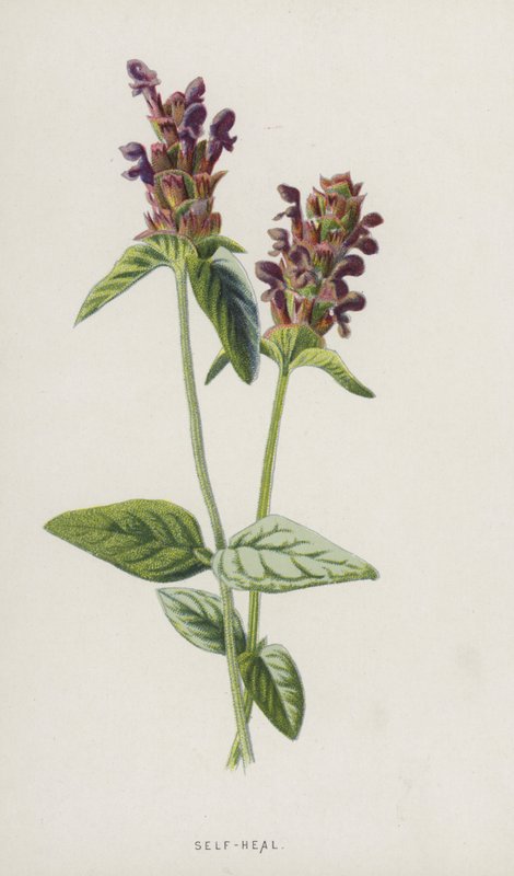 自愈（chromolitho） 作者 弗雷德里克·爱德华·赫尔姆