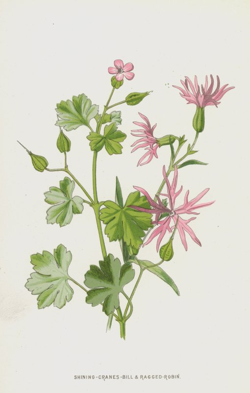 Shining-Cranes-Bill和Ragged-Robin（chromolitho） 作者 弗雷德里克·爱德华·赫尔姆