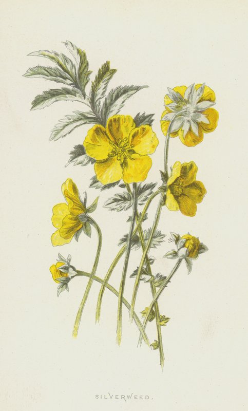 Silverweed（chromolitho） 作者 弗雷德里克·爱德华·赫尔姆