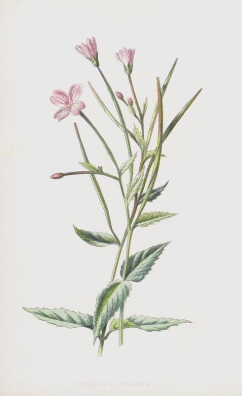 小柳草（chromolitho） 作者 弗雷德里克·爱德华·赫尔姆