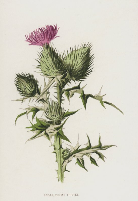 Spear-Plume Thistle（chromolitho） 作者 弗雷德里克·爱德华·赫尔姆