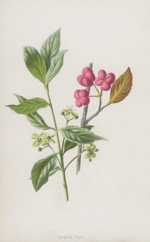 主轴树（chromolitho） 作者 弗雷德里克·爱德华·赫尔姆