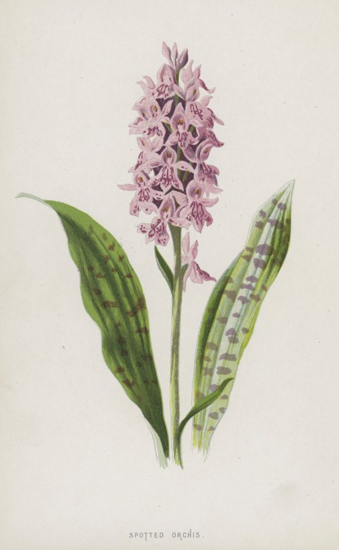 斑点兰花（chromolitho） 作者 弗雷德里克·爱德华·赫尔姆