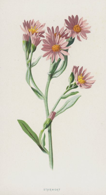 Starwort（chromolitho） 作者 弗雷德里克·爱德华·赫尔姆