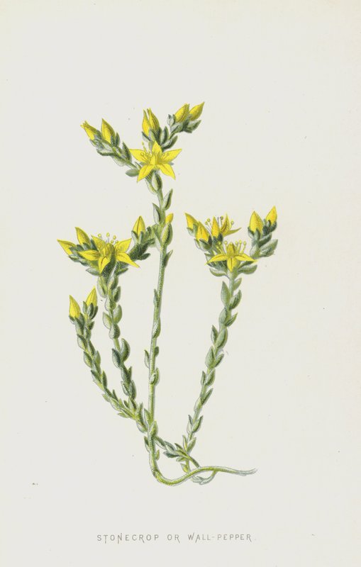 石菖蒲或胡椒粉（chromolitho） 作者 弗雷德里克·爱德华·赫尔姆