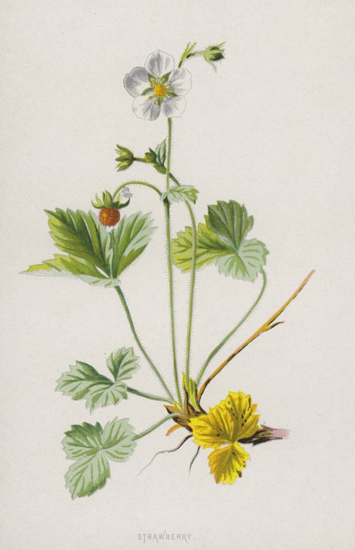 草莓（chromolitho） 作者 弗雷德里克·爱德华·赫尔姆