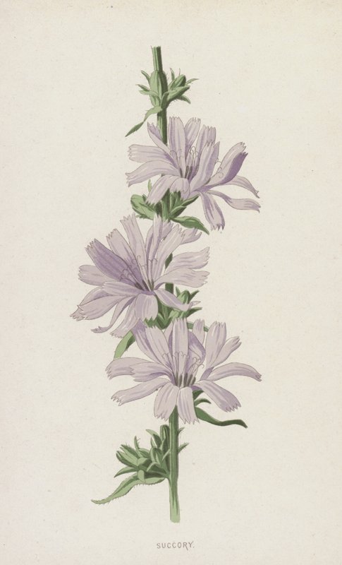 Succory（chromolitho） 作者 弗雷德里克·爱德华·赫尔姆