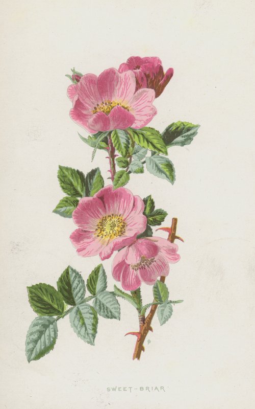 Sweet-Briar（chromolitho） 作者 弗雷德里克·爱德华·赫尔姆