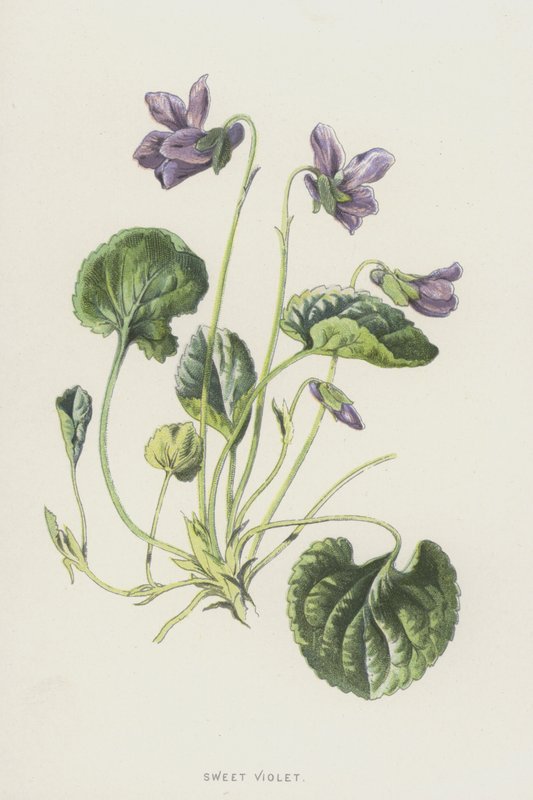 甜紫罗兰（chromolitho） 作者 弗雷德里克·爱德华·赫尔姆