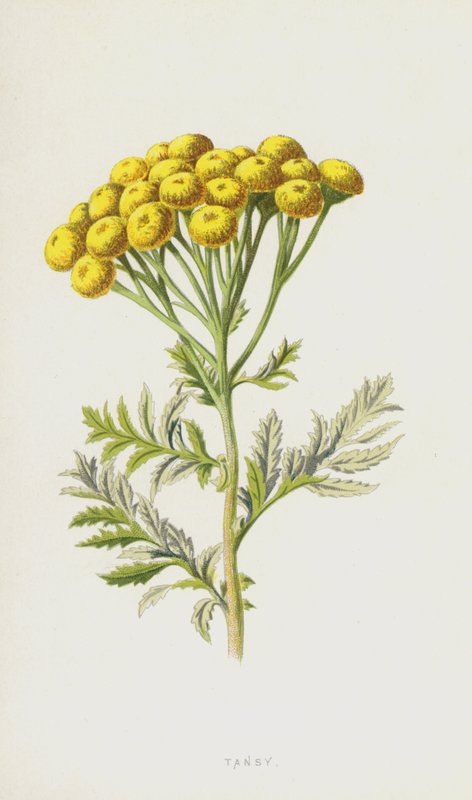 Tansy（chromolitho） 作者 弗雷德里克·爱德华·赫尔姆