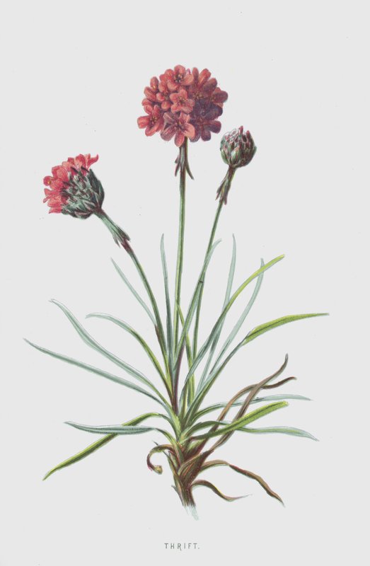 节俭（chromolitho） 作者 弗雷德里克·爱德华·赫尔姆