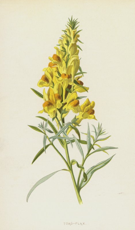 Toad-Flax（chromolitho） 作者 弗雷德里克·爱德华·赫尔姆