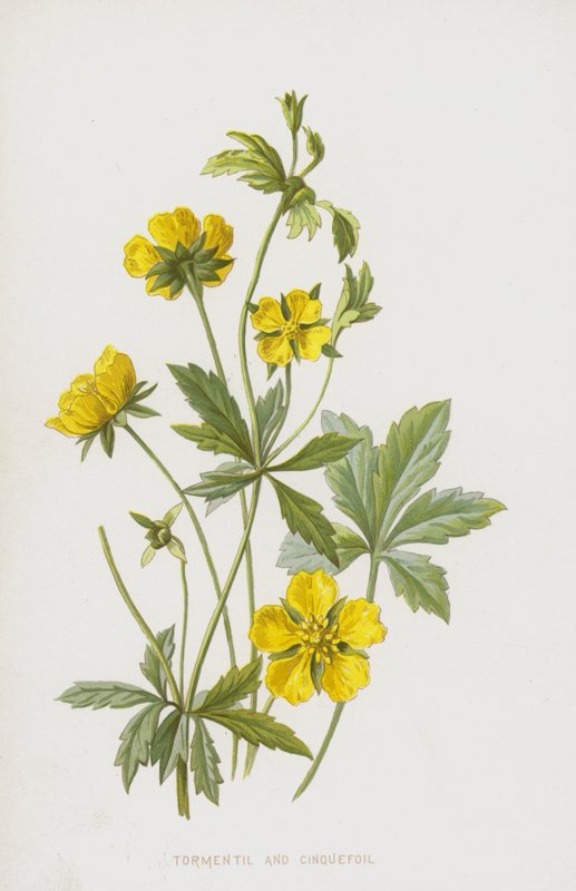 Tormentil和Cinquefoil（chromolitho） 作者 弗雷德里克·爱德华·赫尔姆