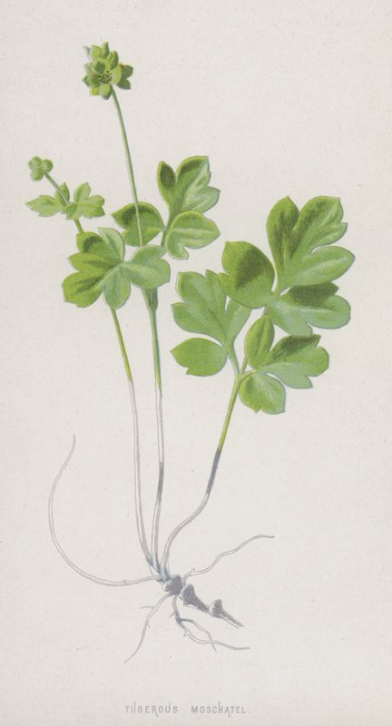 Tuberous Moschatel（chromolitho） 作者 弗雷德里克·爱德华·赫尔姆