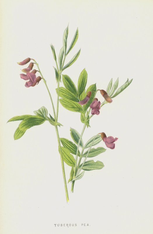 块茎豌豆（chromolitho） 作者 弗雷德里克·爱德华·赫尔姆
