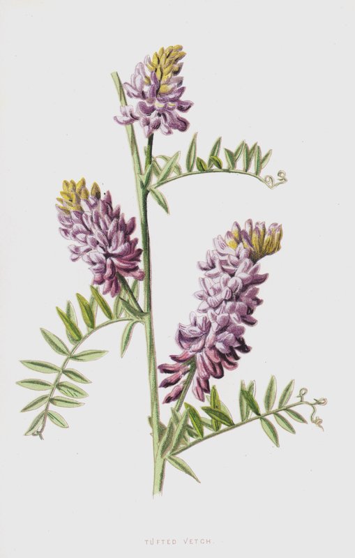 簇绒Vetch（chromolitho） 作者 弗雷德里克·爱德华·赫尔姆