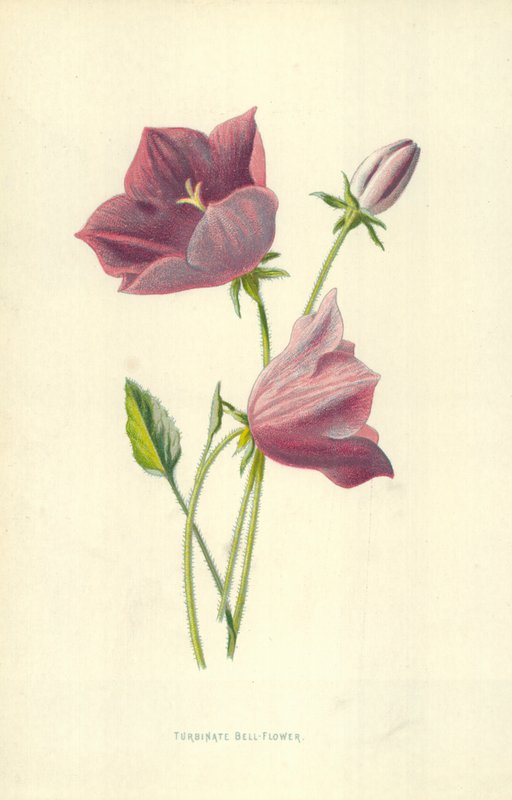 Turbinate Bell-Flower 作者 弗雷德里克·爱德华·赫尔姆