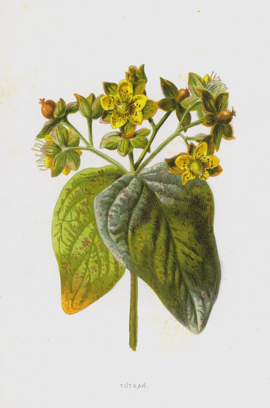Tac（chromolitho） 作者 弗雷德里克·爱德华·赫尔姆