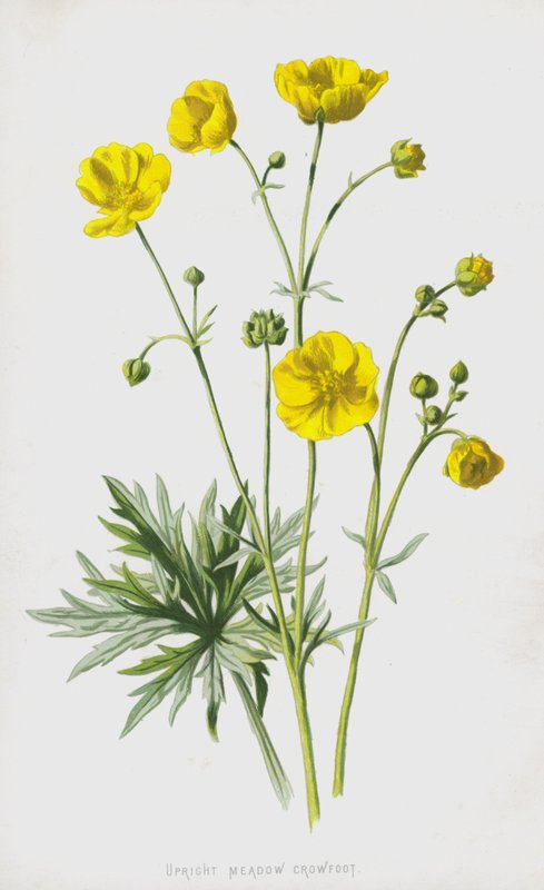 直立草甸乌鸦（chromolitho） 作者 弗雷德里克·爱德华·赫尔姆