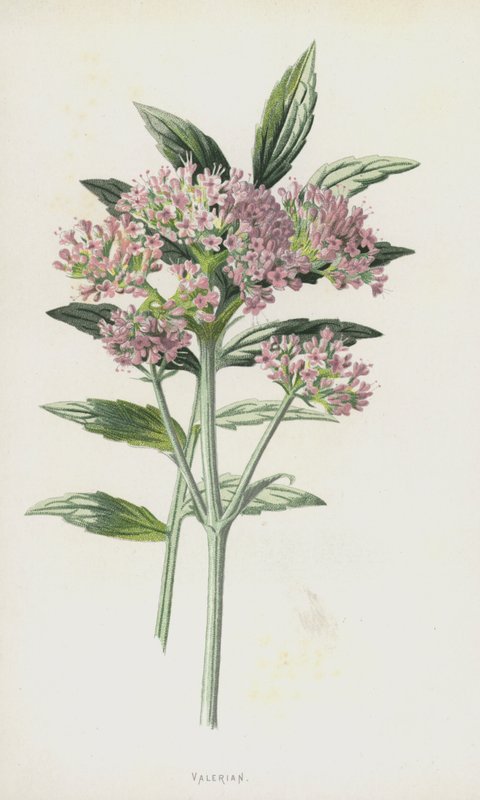 缬草（chromolitho） 作者 弗雷德里克·爱德华·赫尔姆