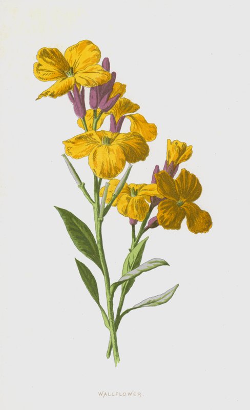 壁花（chromolitho） 作者 弗雷德里克·爱德华·赫尔姆
