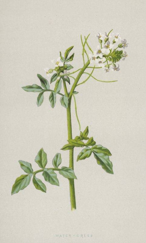 水芹（chromolitho） 作者 弗雷德里克·爱德华·赫尔姆