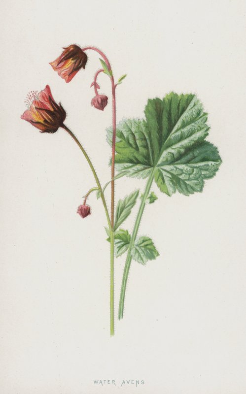 Water Avens（chromolitho） 作者 弗雷德里克·爱德华·赫尔姆