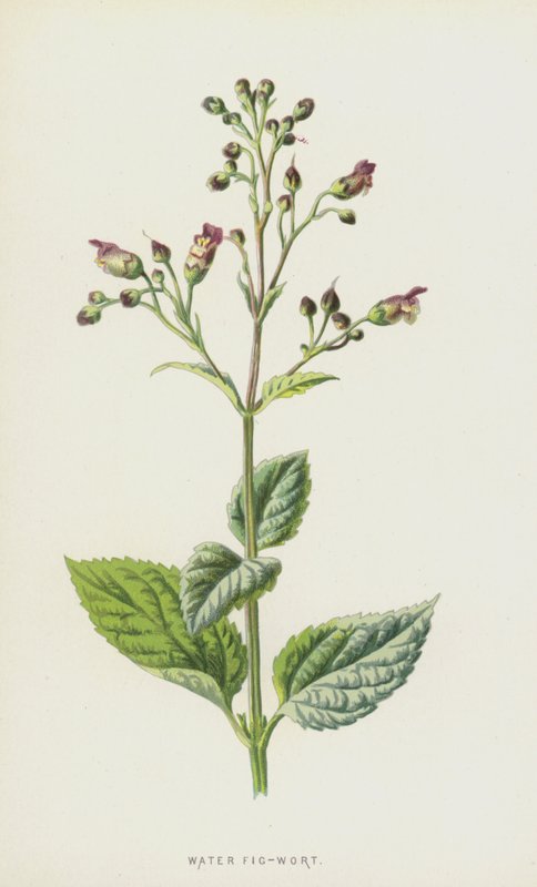 水无花果（chromolitho） 作者 弗雷德里克·爱德华·赫尔姆
