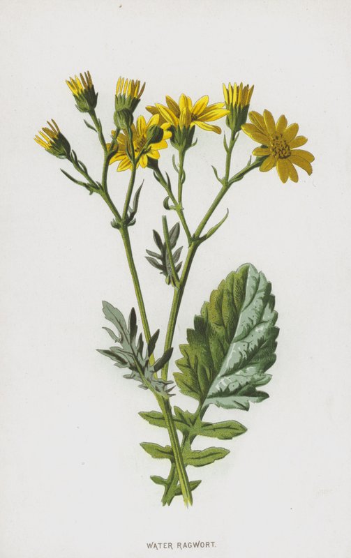 水苔藓（chromolitho） 作者 弗雷德里克·爱德华·赫尔姆