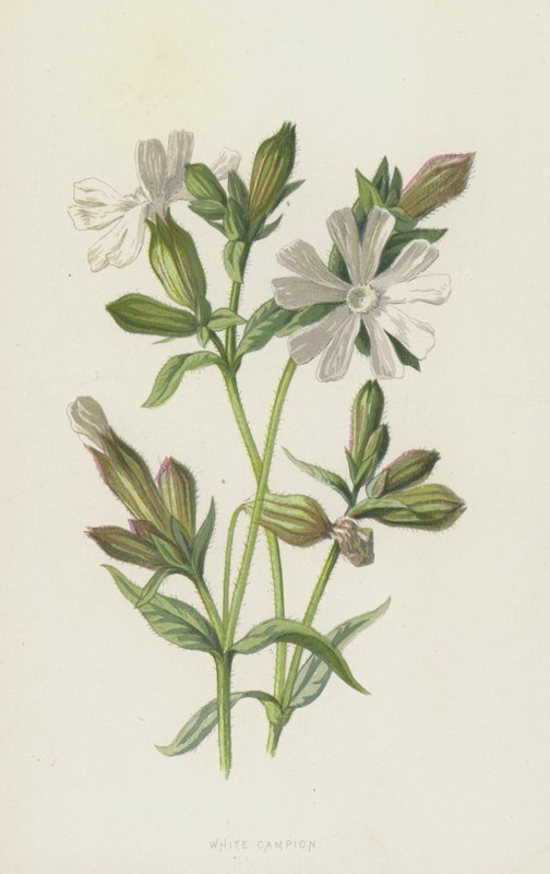 White Campion（chromolitho） 作者 弗雷德里克·爱德华·赫尔姆