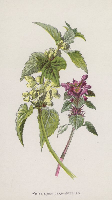 白色和红色死荨麻（chromolitho） 作者 弗雷德里克·爱德华·赫尔姆
