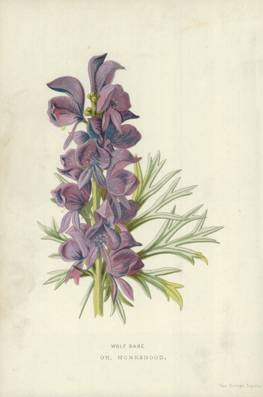 狼祸。或者，Monkshood 作者 弗雷德里克·爱德华·赫尔姆