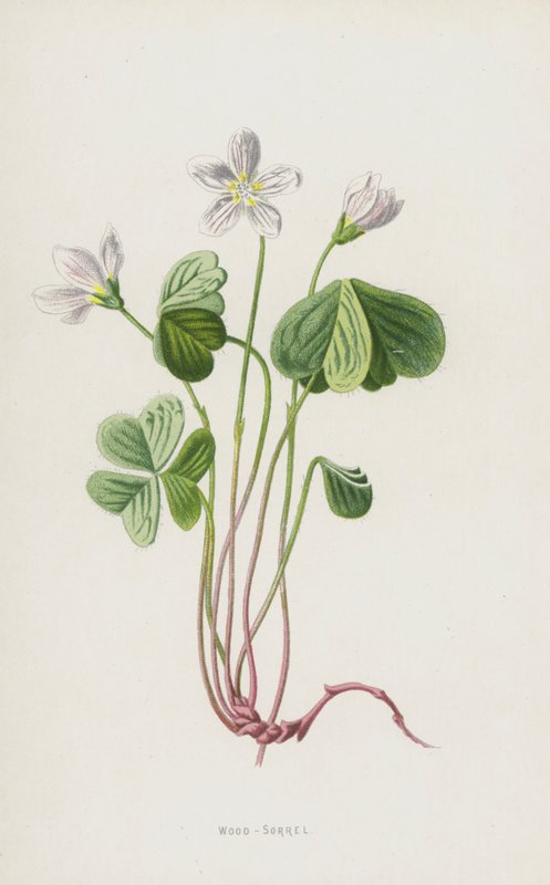 木酢浆草（chromolitho） 作者 弗雷德里克·爱德华·赫尔姆