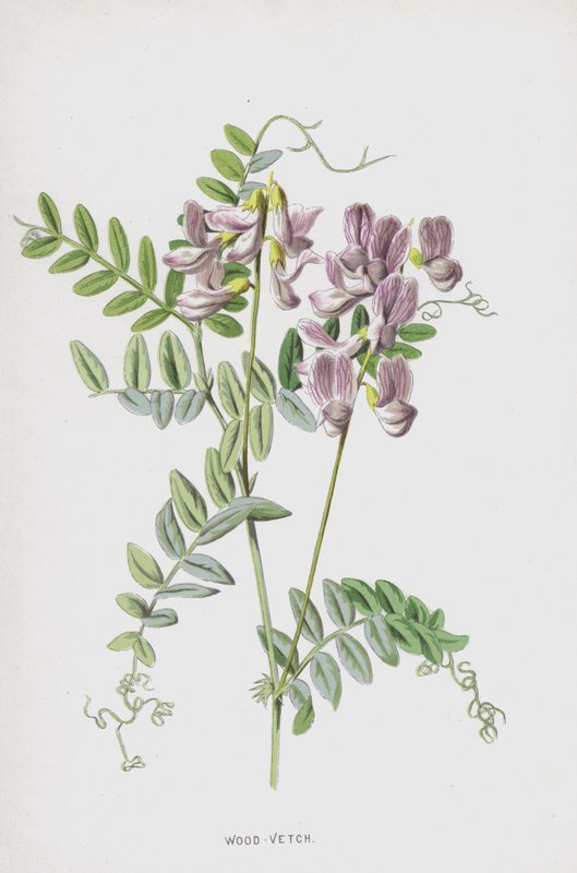 木瓦（chromolitho） 作者 弗雷德里克·爱德华·赫尔姆