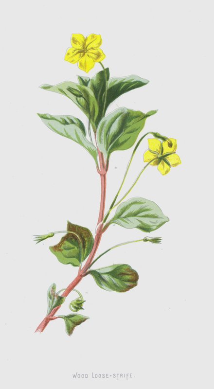 木材松散（chromolitho） 作者 弗雷德里克·爱德华·赫尔姆