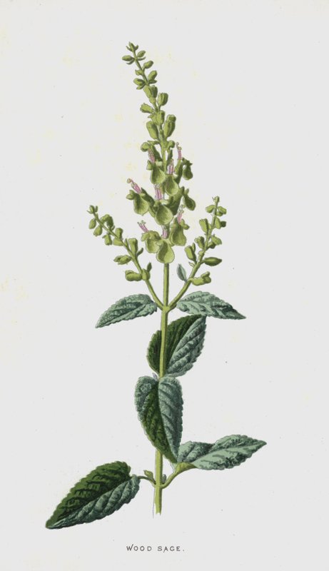 木鼠尾草（chromolitho） 作者 弗雷德里克·爱德华·赫尔姆
