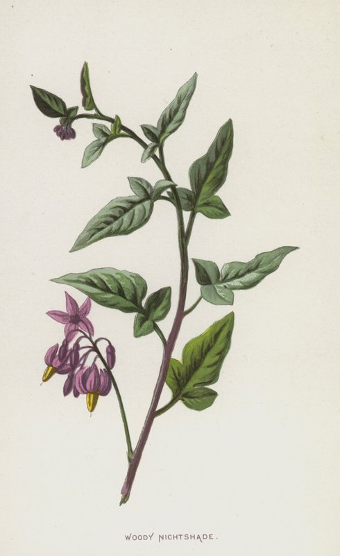 Woody Nightshade（chromolitho） 作者 弗雷德里克·爱德华·赫尔姆
