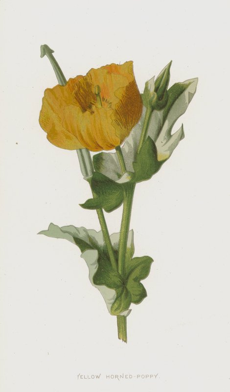 黄角罂粟（chromolitho） 作者 弗雷德里克·爱德华·赫尔姆