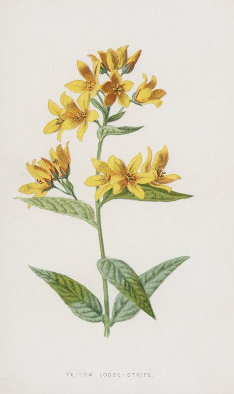 Yellow Loose-Strife（chromolitho） 作者 弗雷德里克·爱德华·赫尔姆