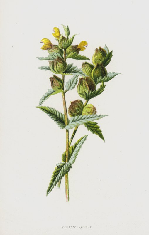 黄色拨浪鼓（chromolitho） 作者 弗雷德里克·爱德华·赫尔姆