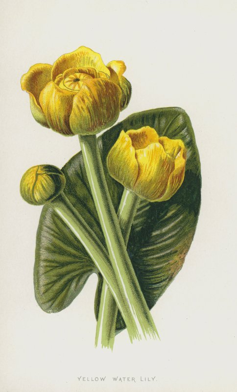 黄睡莲（chromolitho） 作者 弗雷德里克·爱德华·赫尔姆