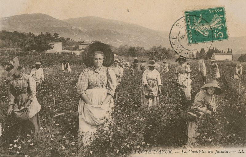 Cote dAzur，采摘茉莉花。明信片于1913年寄出。 作者 法国摄影师