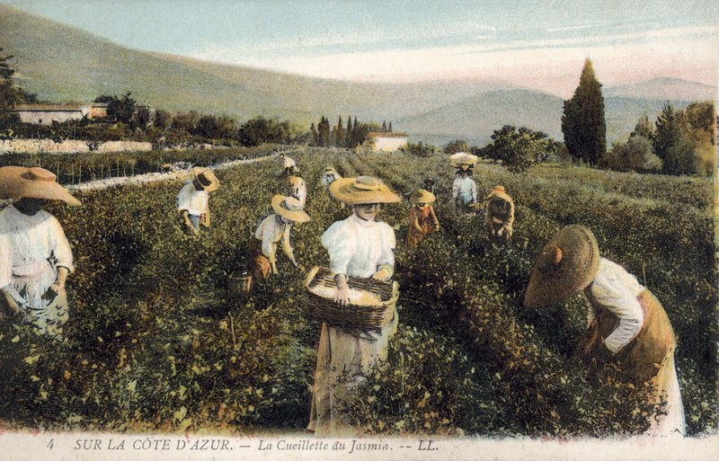 Jasmine pickers, Cote d