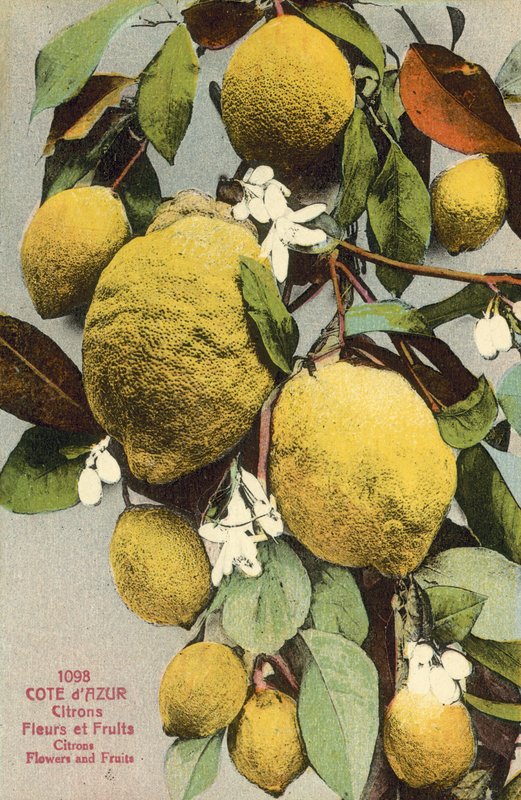 Lemons and lemons flowers (colour photo) 作者 法国摄影师