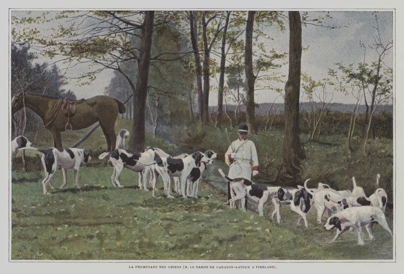 Pack of hounds of Baron de Carayon-Latour at Virelade, France (colour photo) 作者 法国摄影师