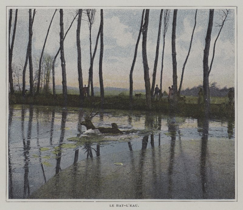 Stag swimming to escape a hunt (colour photo) 作者 法国摄影师