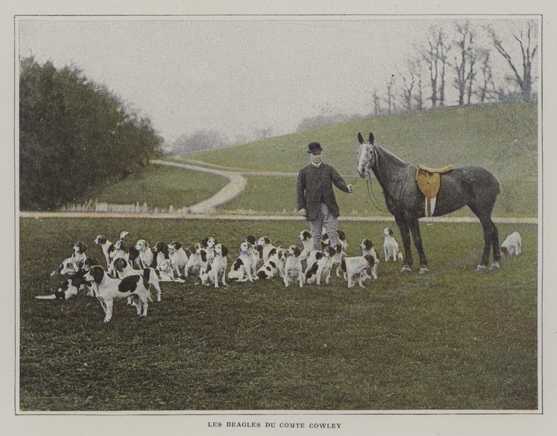 The beagles of Count Cowley (colour photo) 作者 法国摄影师