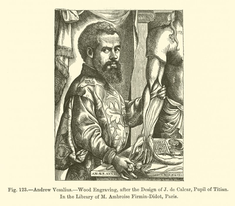 Andrew Vesalius (engraving) 作者 法语学校